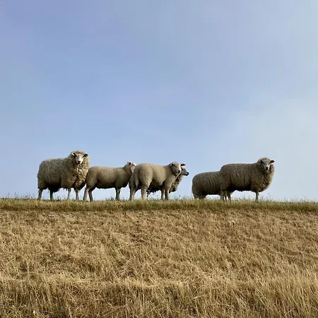 Strandlaeufer Lejlighed Vesterhever